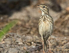 Pipit de Melinda