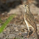 Pipit de Melinda