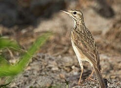 Malindi Pipit