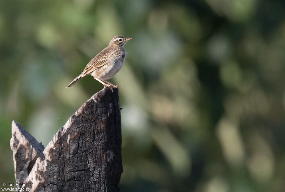 Pipit de Melinda