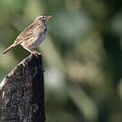 Pipit de Melinda