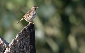 Malindi Pipit