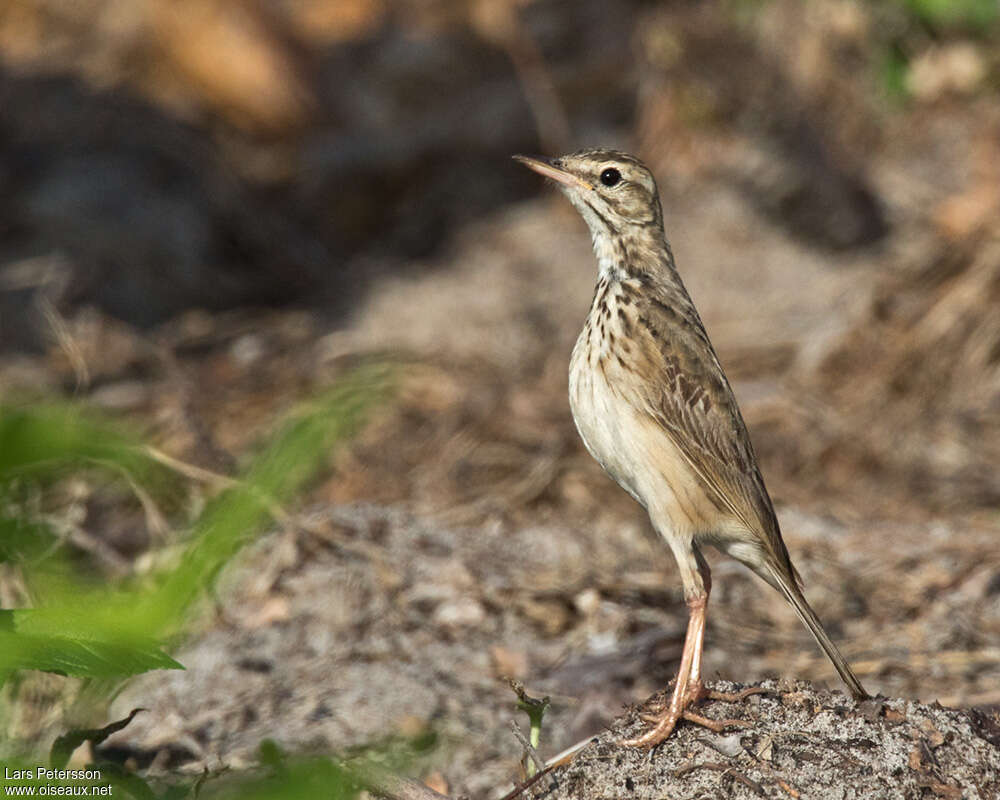 Pipit de Melindaadulte, identification