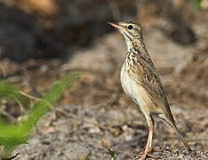 Malindi Pipit