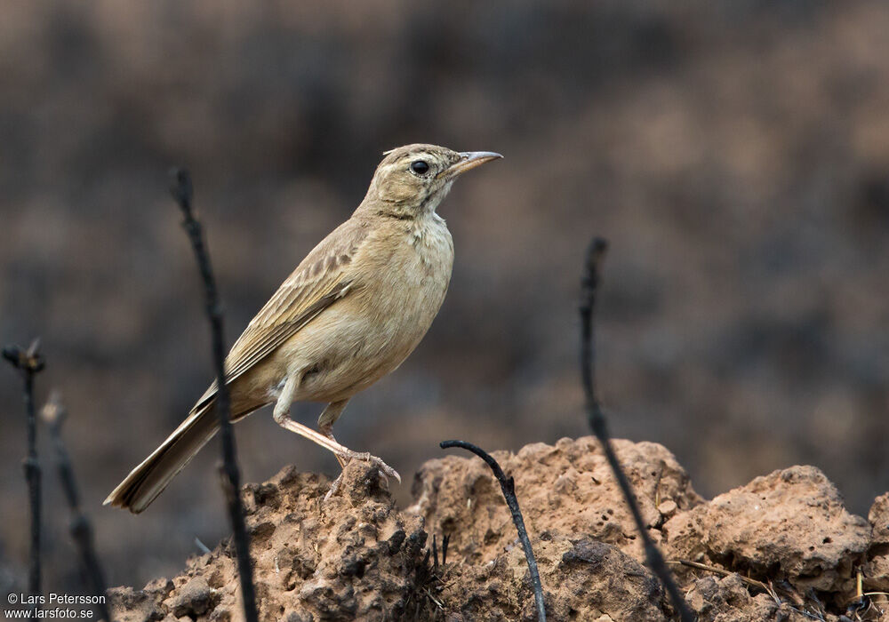 Nicholson's Pipit