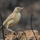 Pipit de Nicholson
