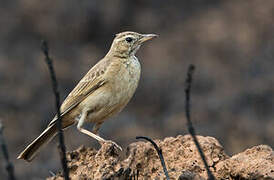 Nicholson's Pipit