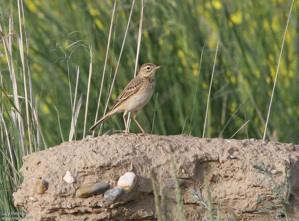 Pipit de Richardadulte, pigmentation, Comportement