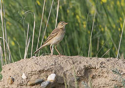 Richard's Pipit