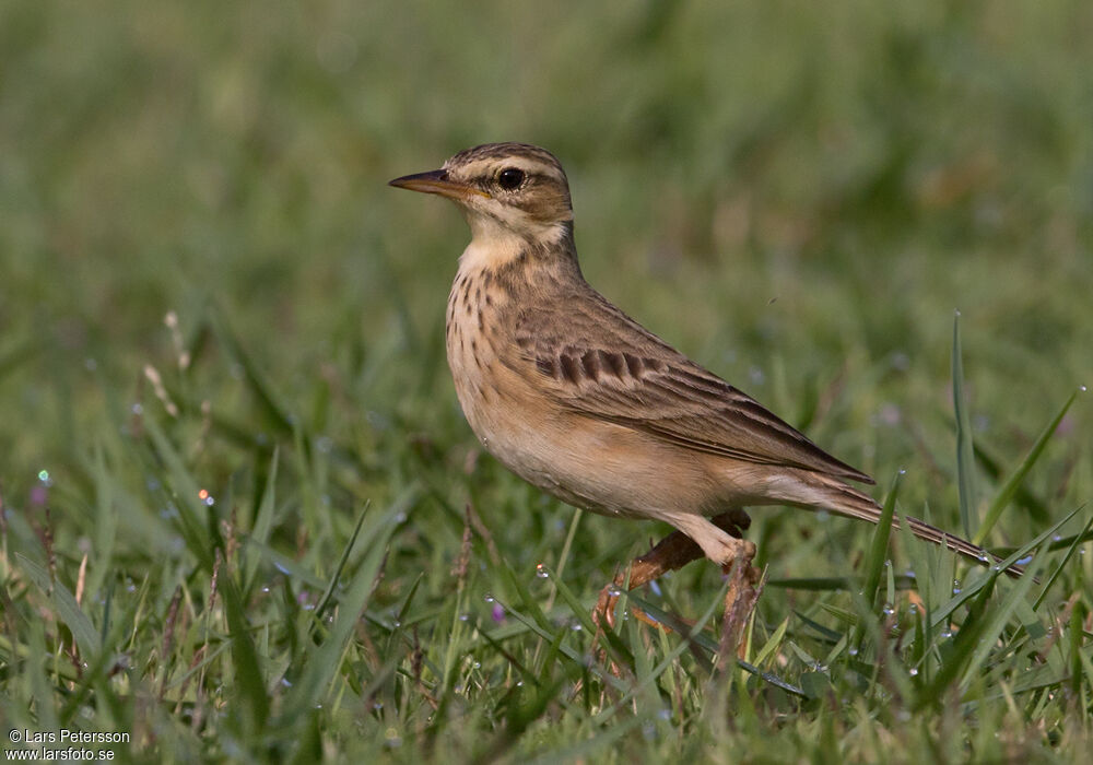 Richard's Pipit