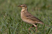 Pipit de Richard