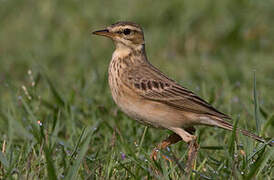 Richard's Pipit