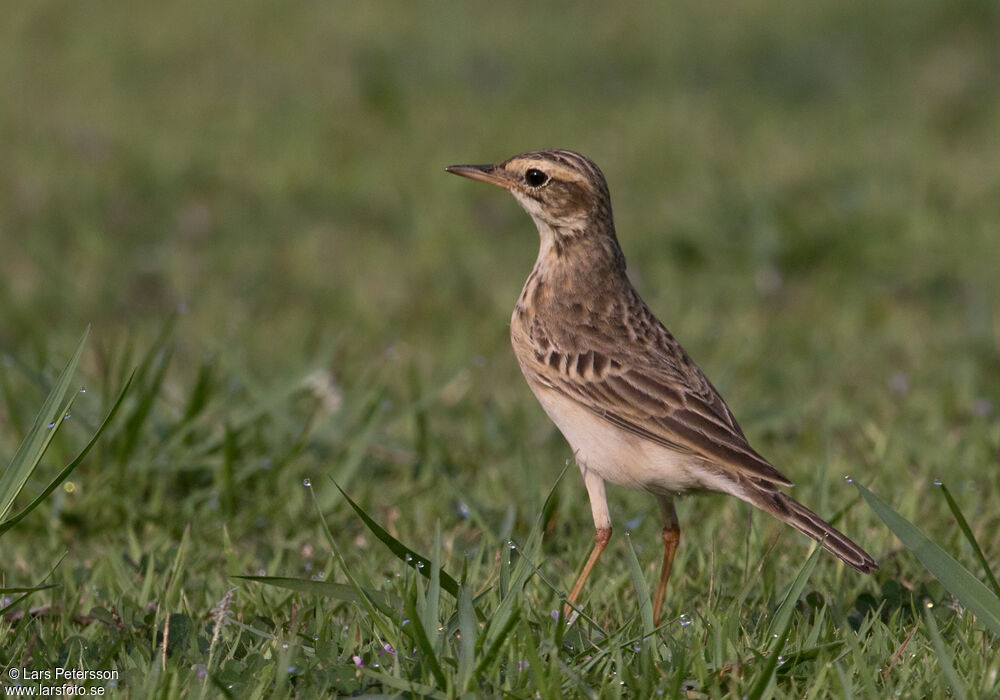 Richard's Pipit