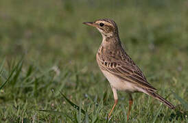 Richard's Pipit