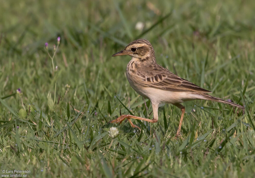 Richard's Pipit