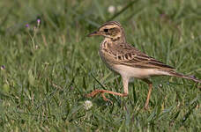 Pipit de Richard