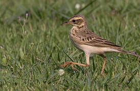 Richard's Pipit