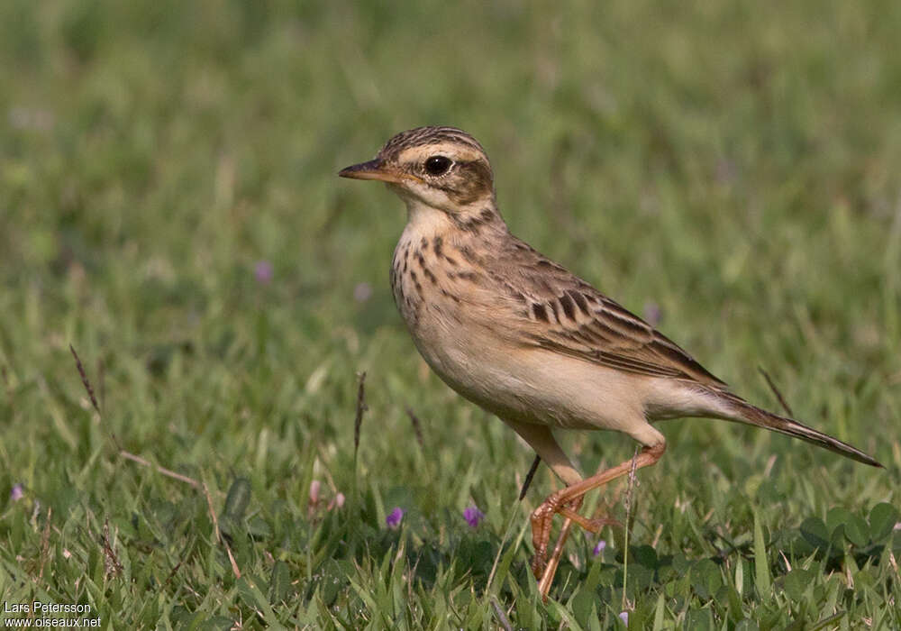 Pipit de Richard2ème année, identification