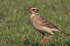 Pipit de Richard