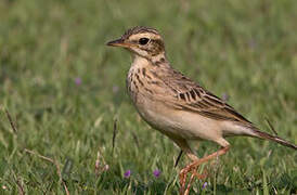 Richard's Pipit