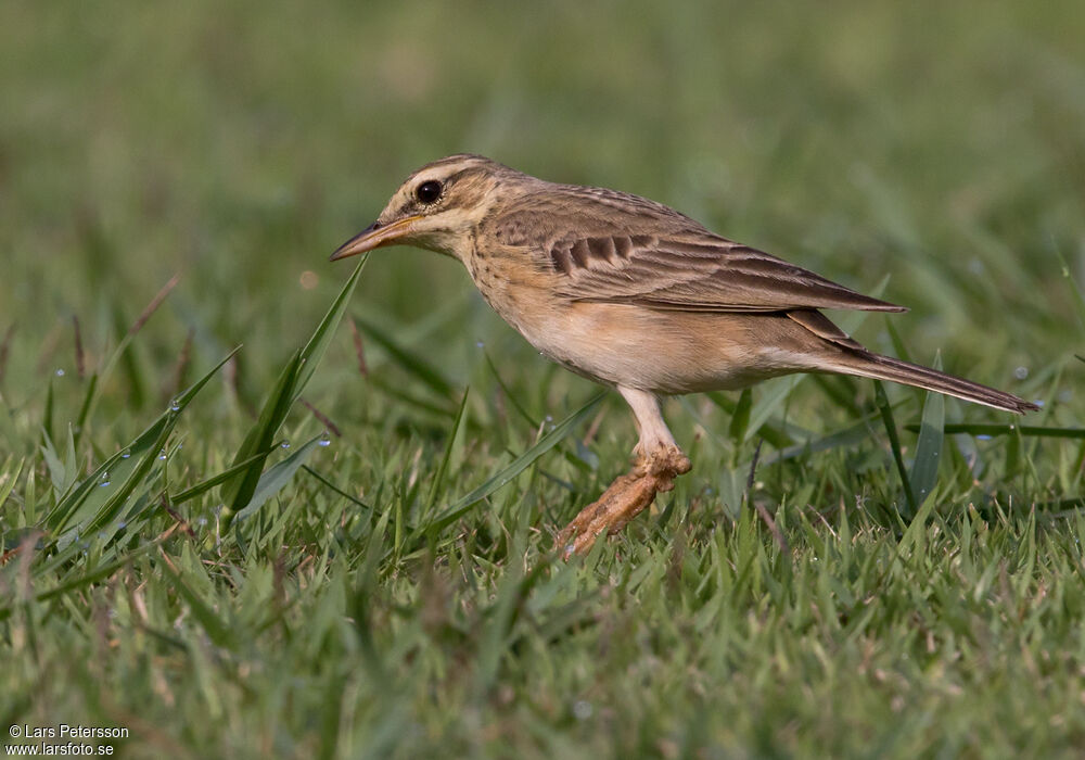 Richard's Pipit