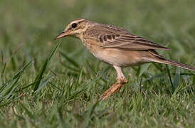 Richard's Pipit