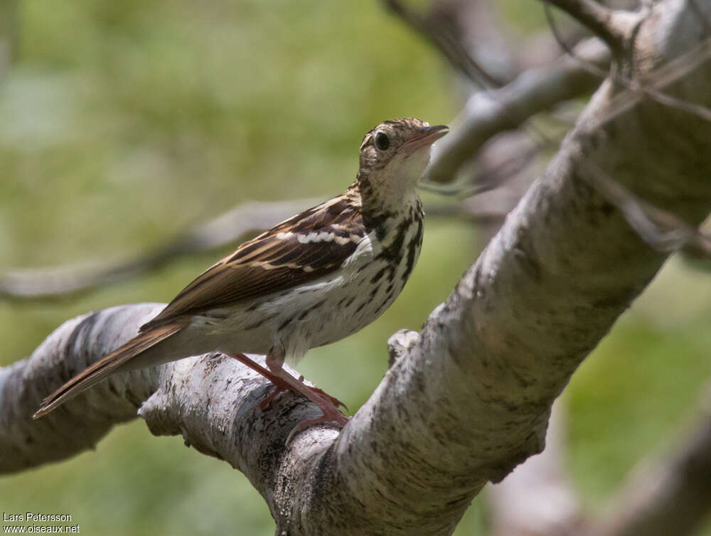 Pipit de Sokokeadulte, identification