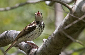 Pipit de Sokoke