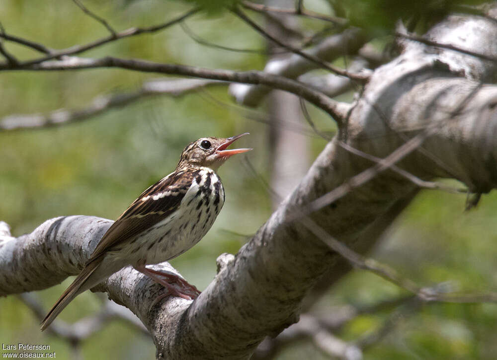 Sokoke Pipitadult, song