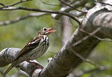 Pipit de Sokoke