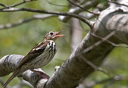 Sokoke Pipit