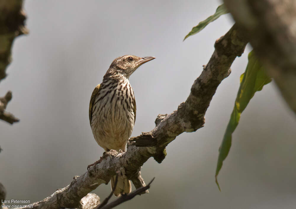 Striped Pipitadult, close-up portrait, aspect