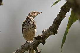 Striped Pipit