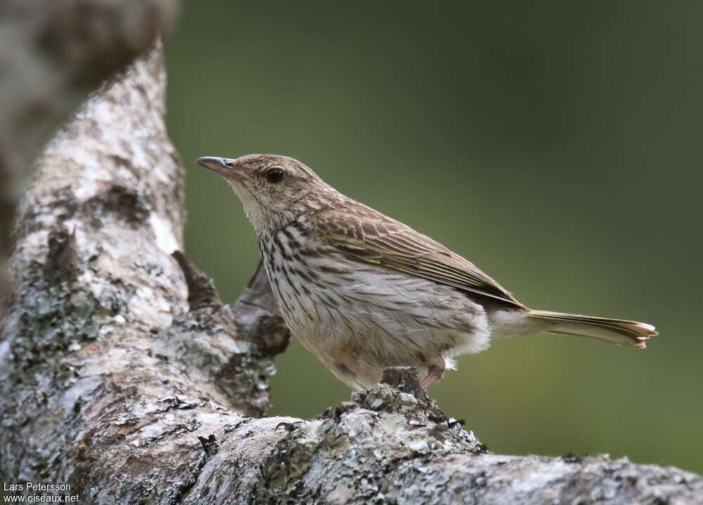 Pipit de Sundevalladulte, identification