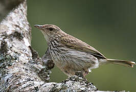 Striped Pipit