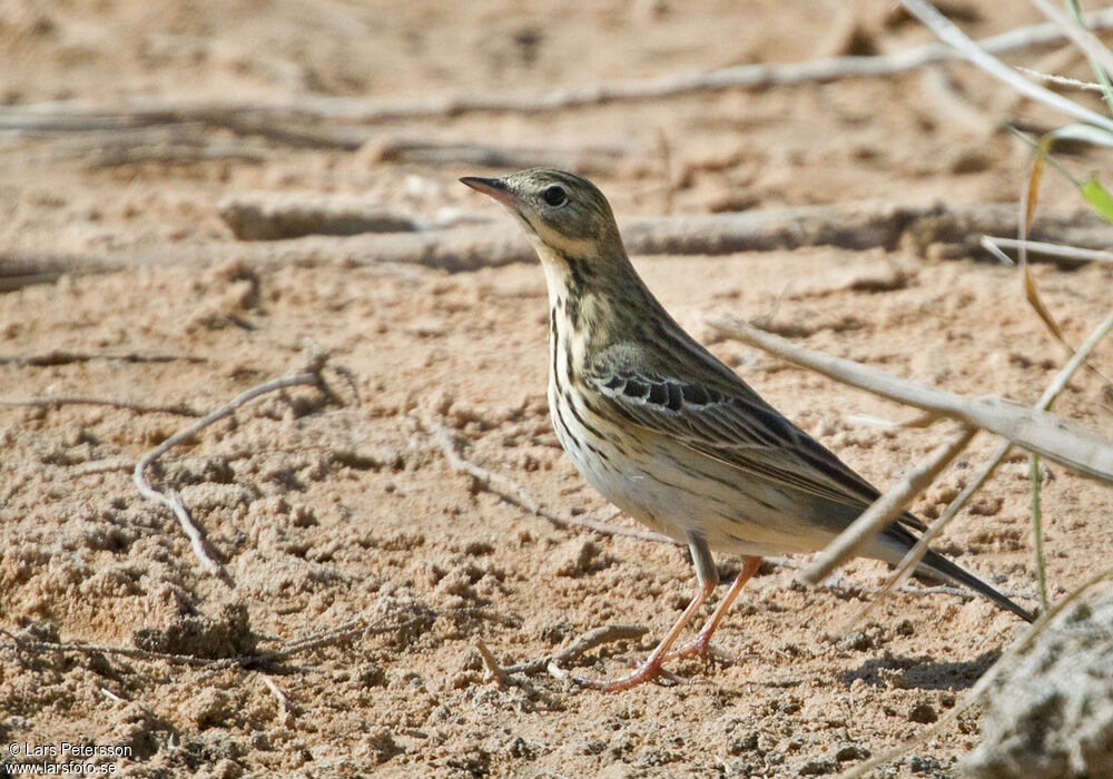 Tree Pipit