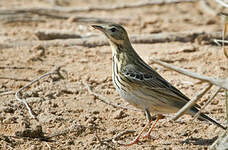 Pipit des arbres