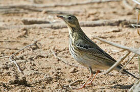 Tree Pipit