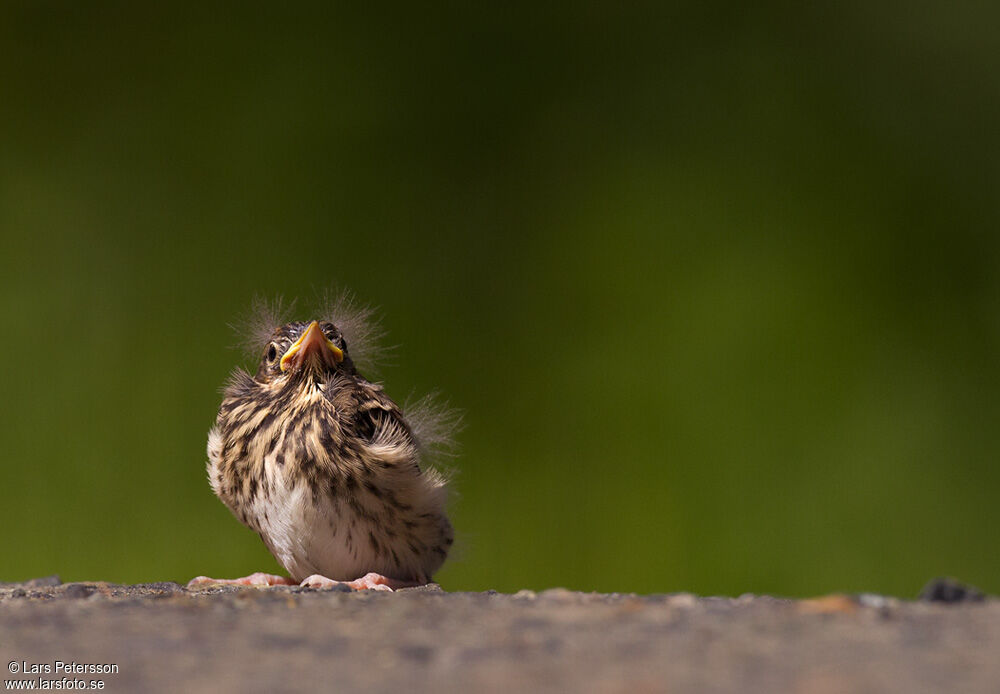 Tree Pipit