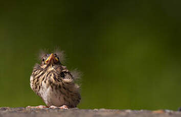 Pipit des arbres