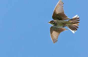 Pipit des arbres