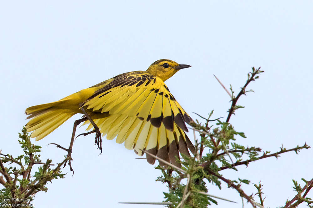 Pipit doré mâle adulte, composition, pigmentation