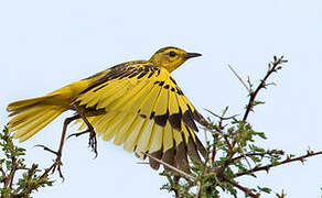 Golden Pipit