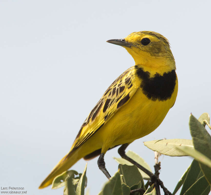 Pipit doré mâle adulte, portrait