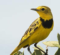 Golden Pipit