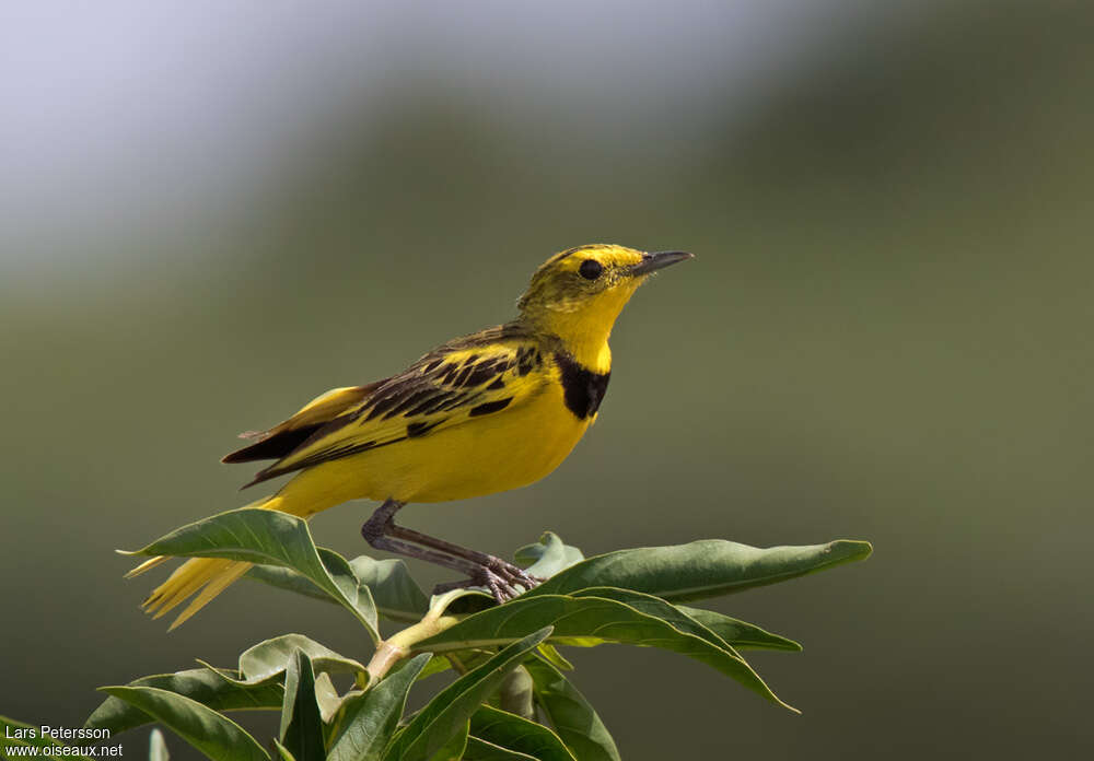 Golden Pipit male adult, identification