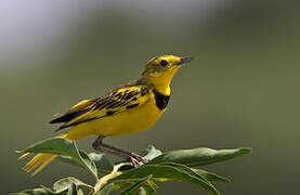 Golden Pipit