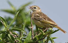 Golden Pipit