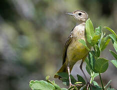 Golden Pipit