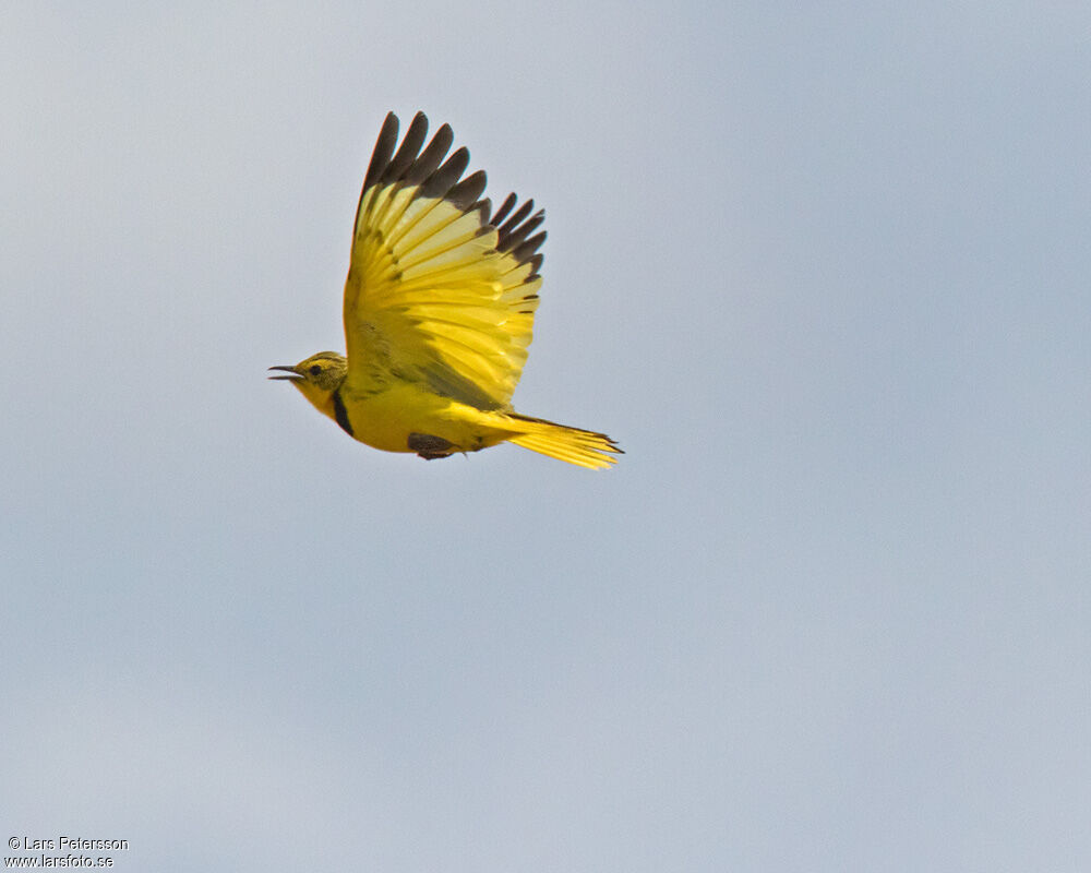 Golden Pipit